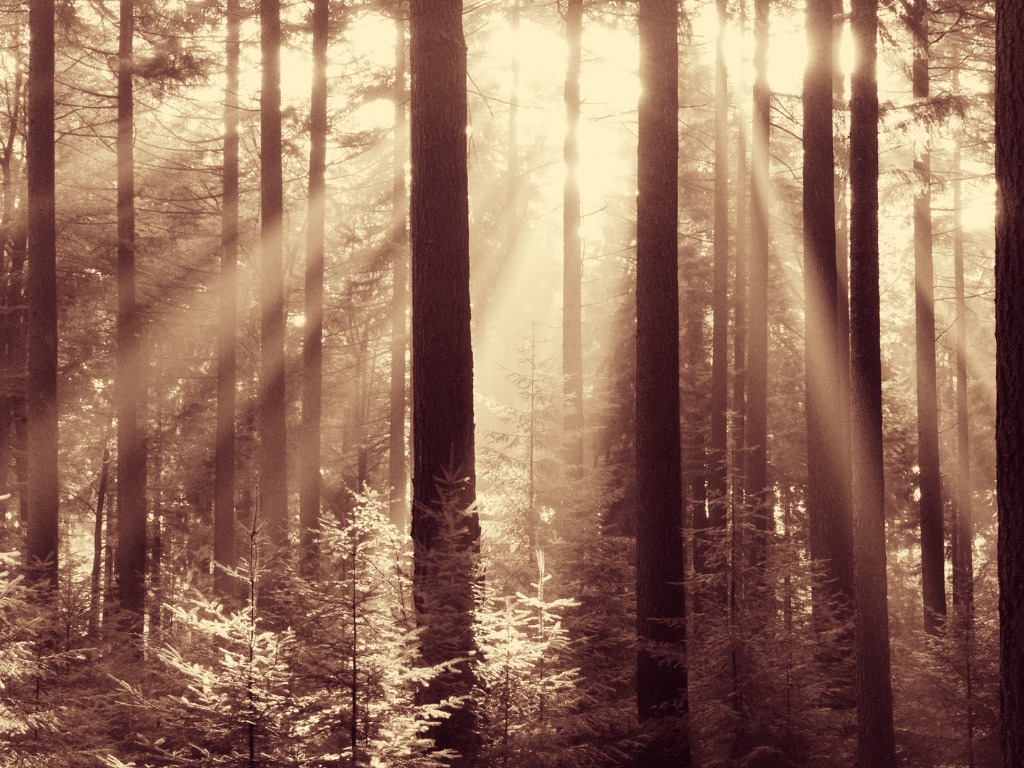 fairytale-forest-sunbeams-in-natural-spruce-woodland.jpg_s=1024×1024&w=is&k=20&c=NuEnEHyYym-EIVmy05dIk-e9yomsuwtYFecxdNlFAFw= (1)